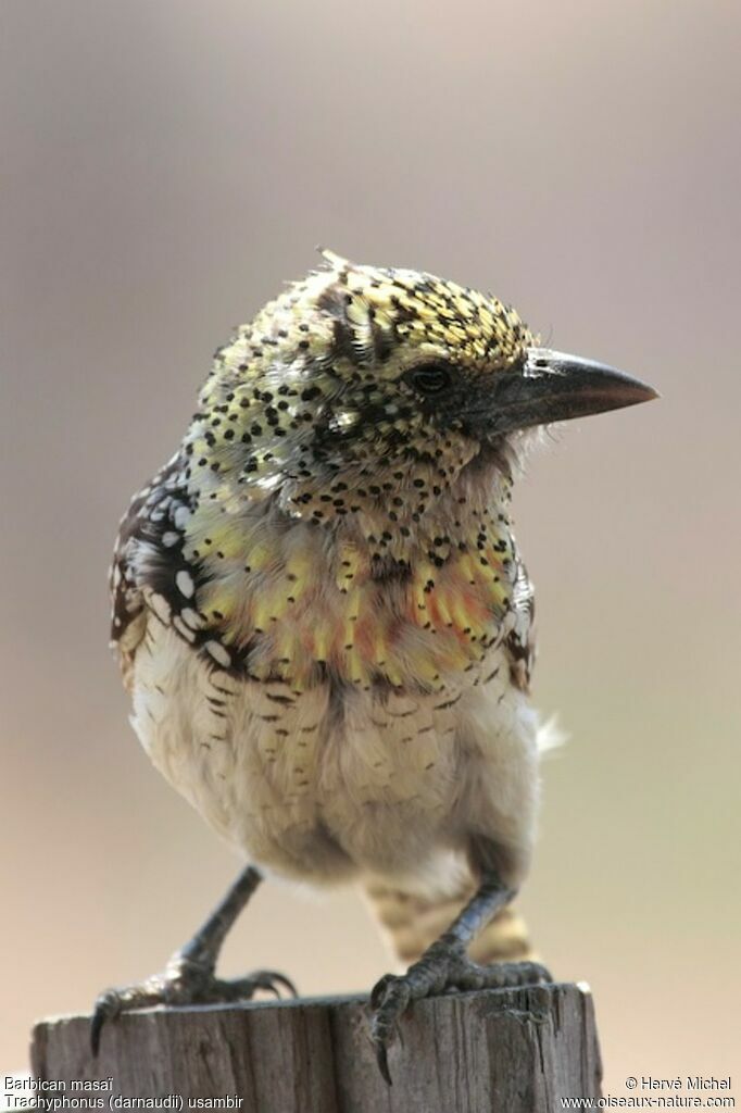 Usambiro Barbet male adult