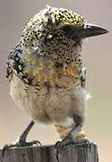 Usambiro Barbet