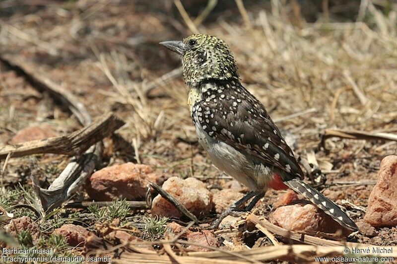 D'Arnaud's Barbet (usambiro) male adult