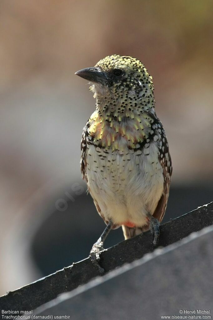 D'Arnaud's Barbet (usambiro) male adult