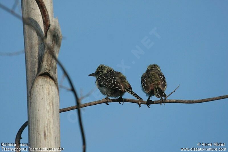 D'Arnaud's Barbet (usambiro)