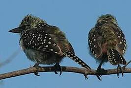 Usambiro Barbet