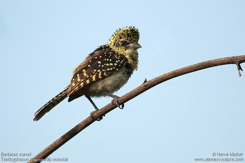 Usambiro Barbet female adult