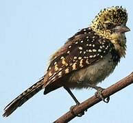 Usambiro Barbet