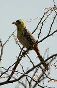 Yellow-breasted Barbet