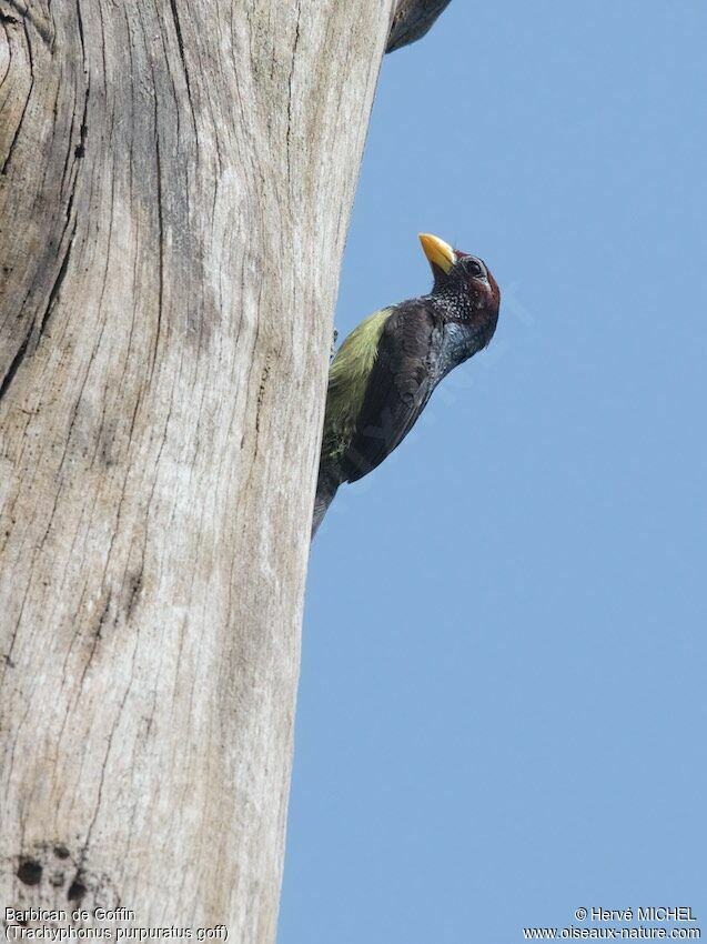 Yellow-billed Barbetadult, habitat, pigmentation, Reproduction-nesting