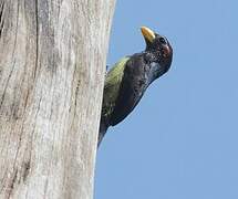 Yellow-billed Barbet