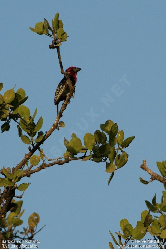 Black-billed Barbetadult