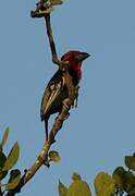 Black-billed Barbet