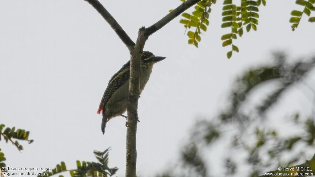 Red-rumped Tinkerbird