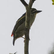 Red-rumped Tinkerbird