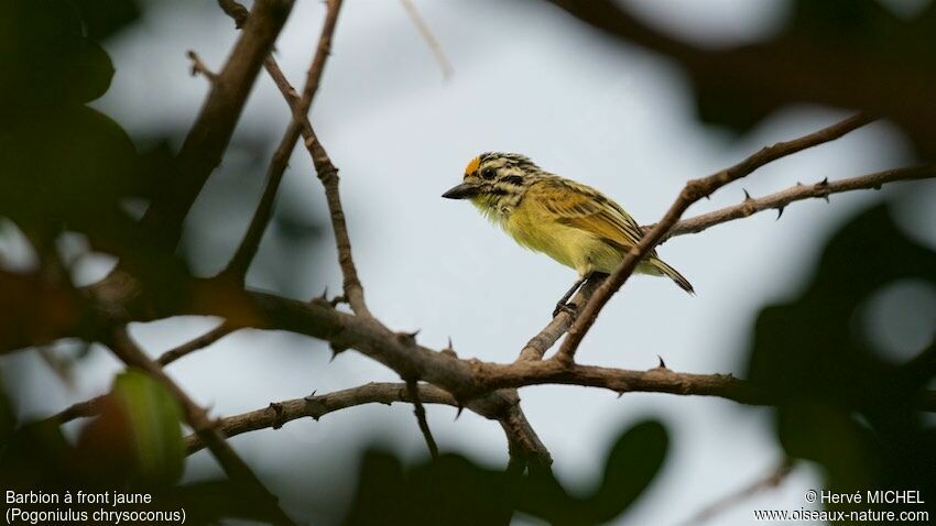 Yellow-fronted Tinkerbird