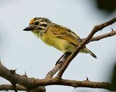 Yellow-fronted Tinkerbird