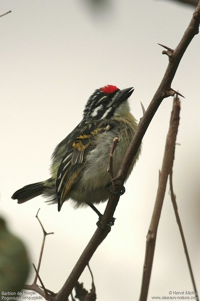 Northern Red-fronted Tinkerbirdadult