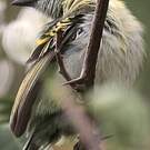 Barbion de Heuglin