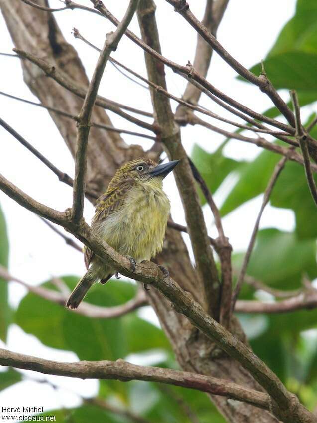 Speckled Tinkerbirdadult, habitat