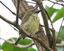 Speckled Tinkerbird