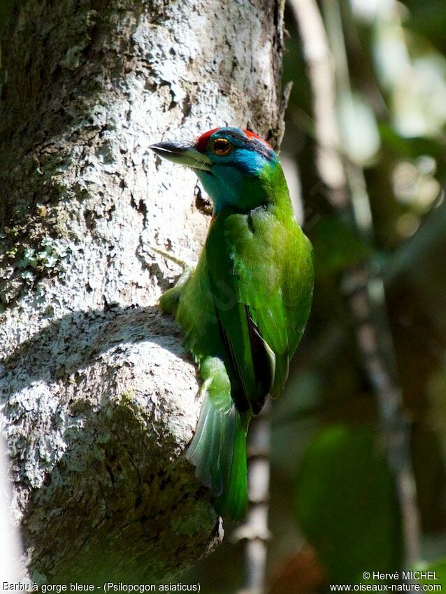 Blue-throated Barbet