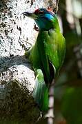 Blue-throated Barbet