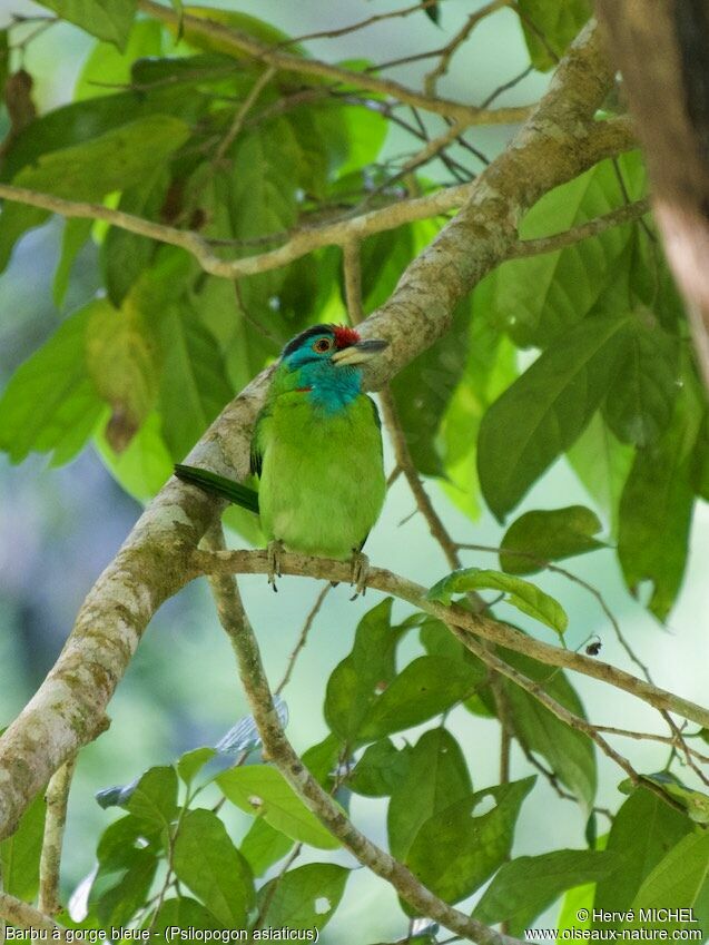 Blue-throated Barbet