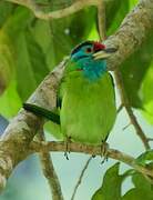 Blue-throated Barbet