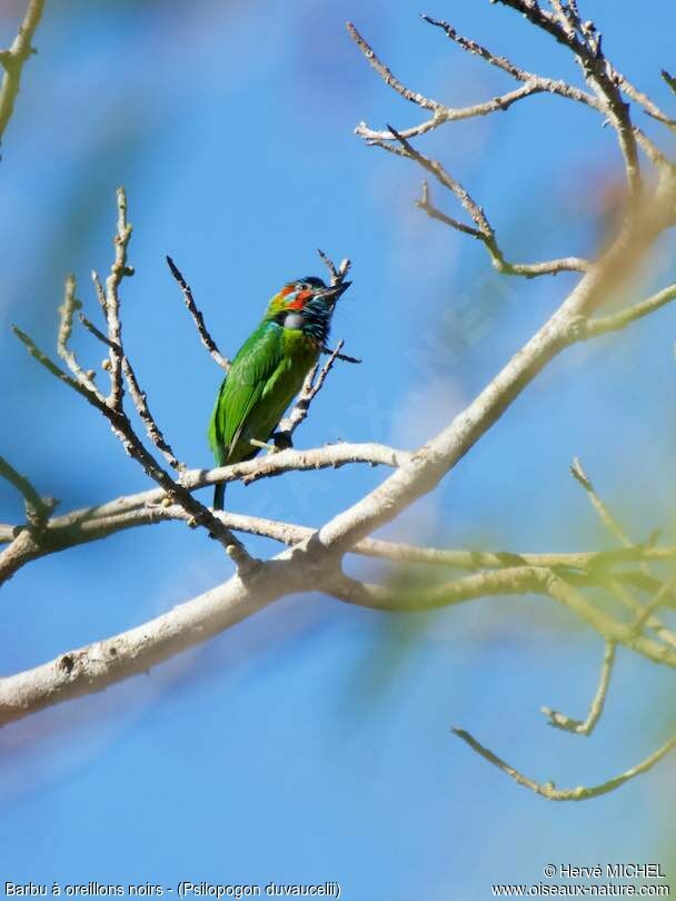 Blue-eared Barbet