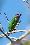 Black-eared Barbet