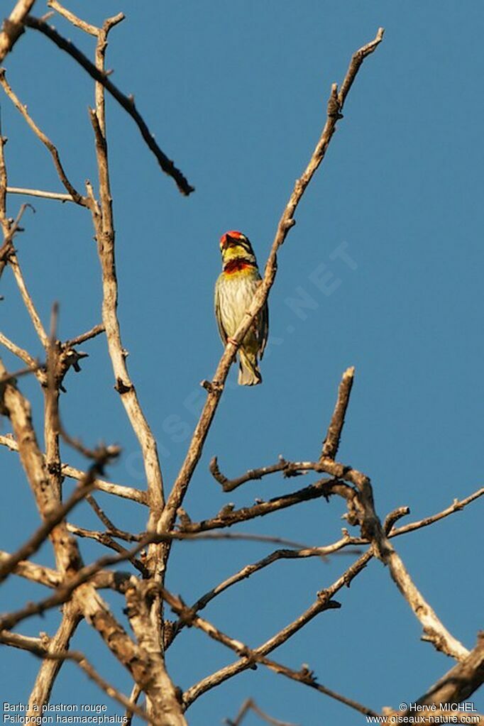 Barbu à plastron rouge mâle adulte nuptial