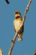 Coppersmith Barbet