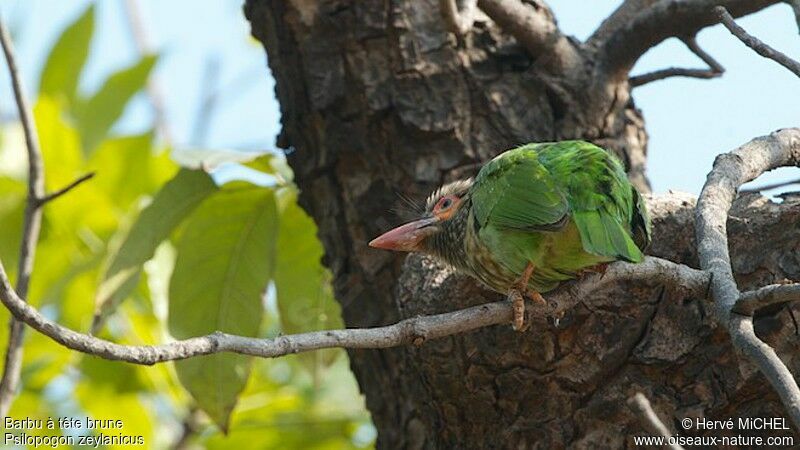 Brown-headed Barbet