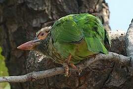 Brown-headed Barbet