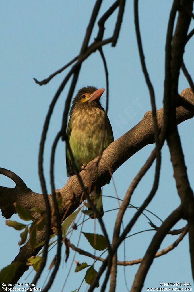 Brown-headed Barbet