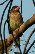 Brown-headed Barbet