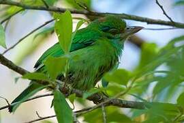 Moustached Barbet