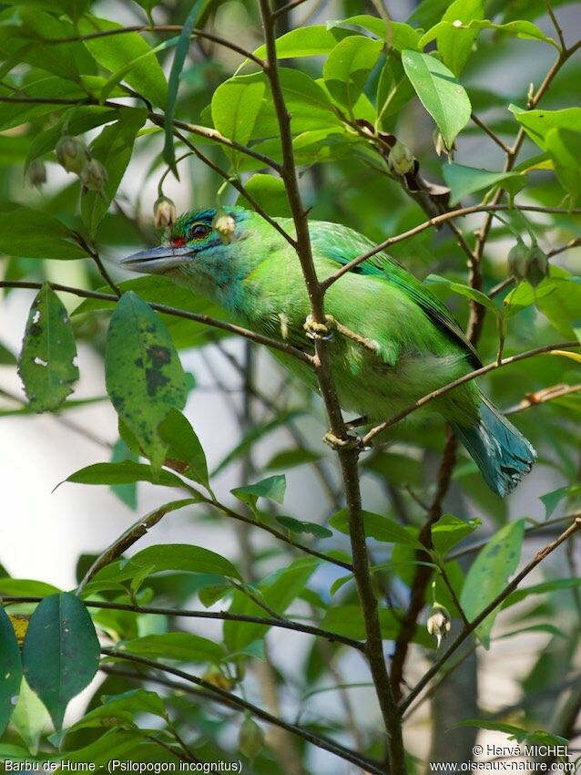 Moustached Barbet