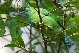 Moustached Barbet