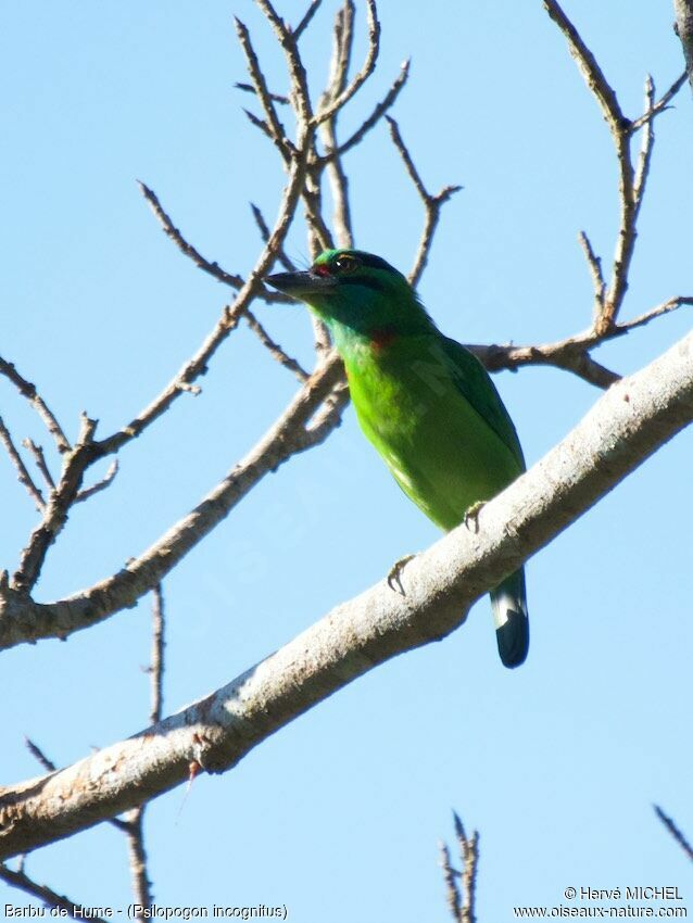 Moustached Barbet