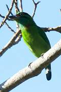 Moustached Barbet