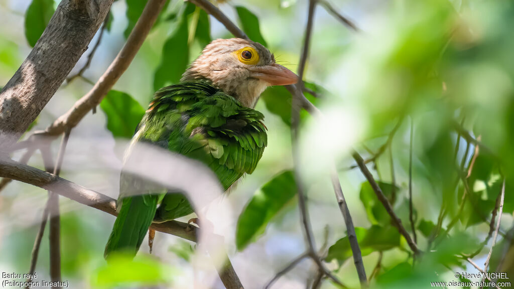 Lineated Barbet