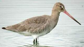 Black-tailed Godwit