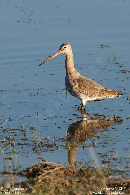 Black-tailed Godwit