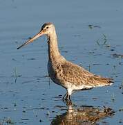 Black-tailed Godwit