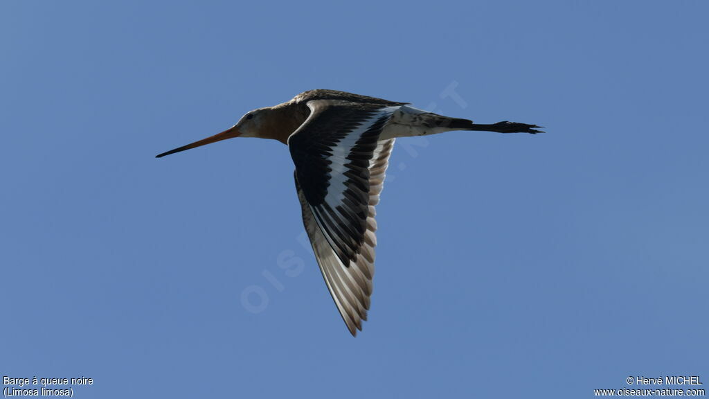 Black-tailed Godwit