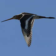 Black-tailed Godwit