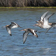 Black-tailed Godwit