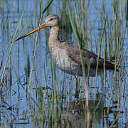 Black-tailed Godwit