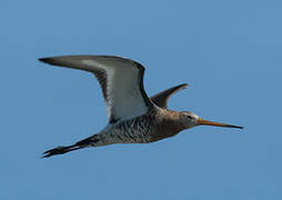 Black-tailed Godwit