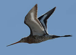 Black-tailed Godwit