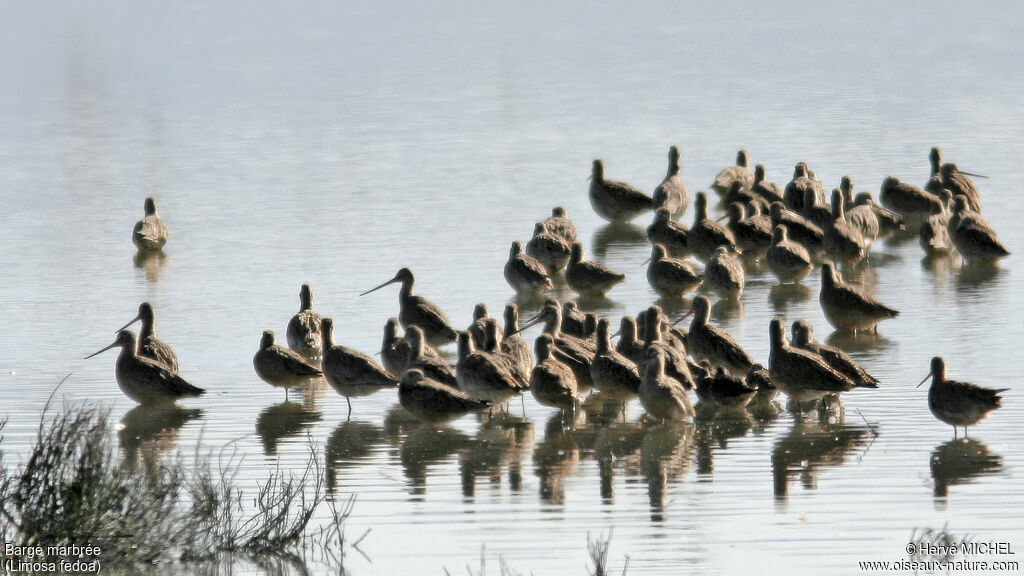 Marbled Godwit