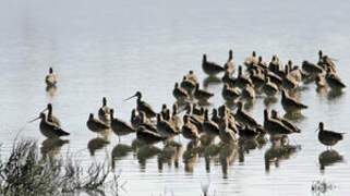 Marbled Godwit